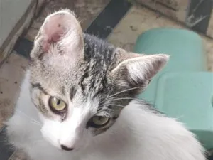Gato raça SRD-ViraLata idade 7 a 11 meses nome Pantera