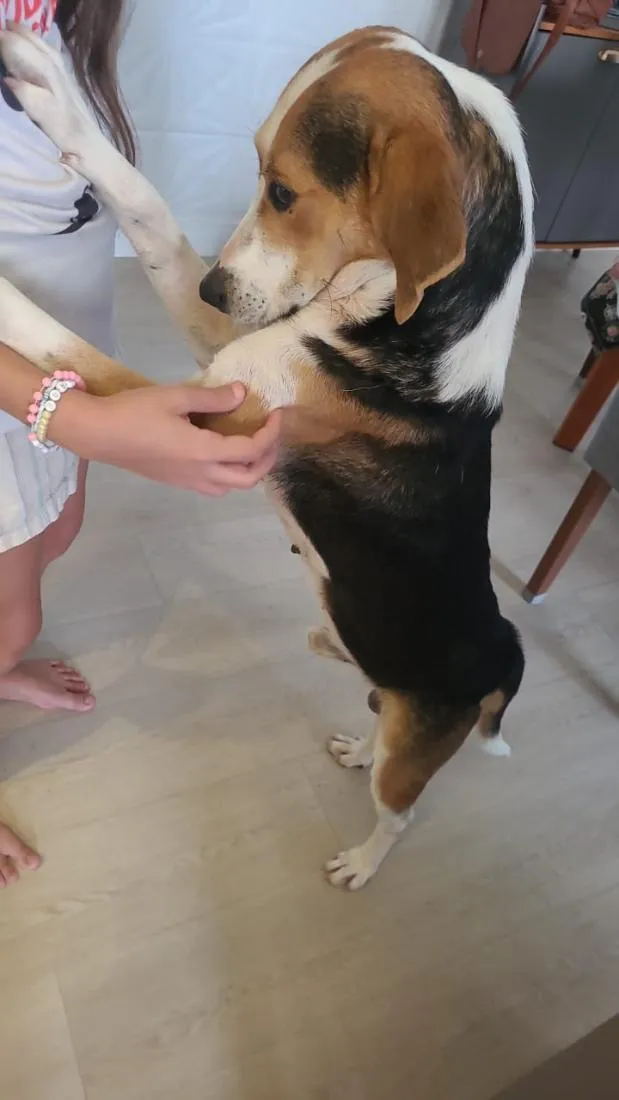 Cachorro raça SRD-ViraLata idade 6 ou mais anos nome Paçoca