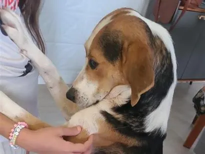 Cachorro raça SRD-ViraLata idade 6 ou mais anos nome Paçoca