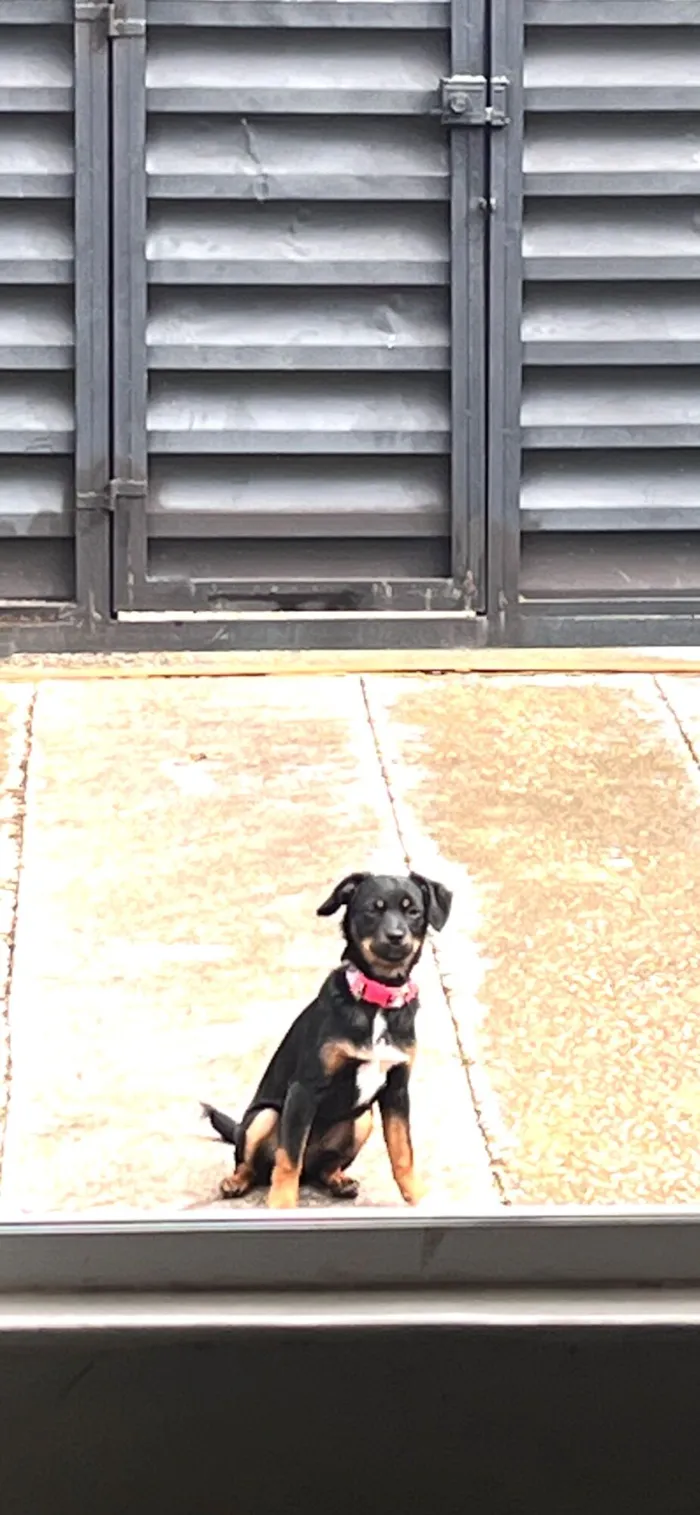 Cachorro raça SRD-ViraLata idade 2 anos nome Meg