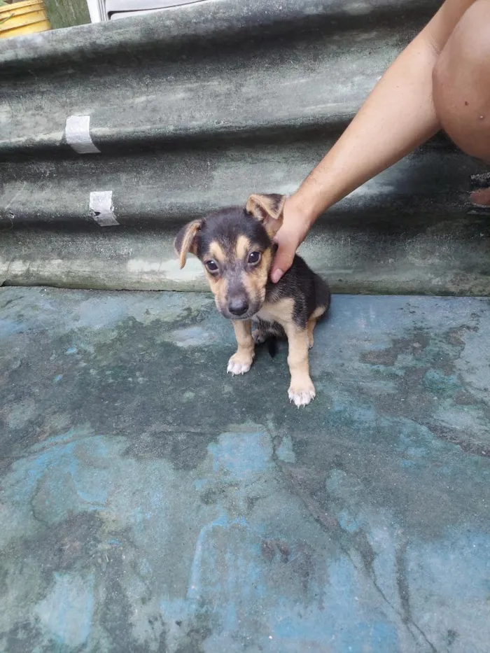 Cachorro raça Pastor Belga idade 2 a 6 meses nome zoe