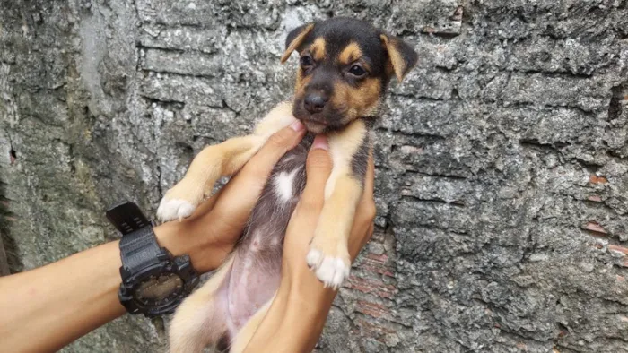 Cachorro raça Pastor Belga idade 2 a 6 meses nome zoe
