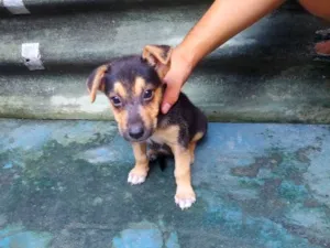 Cachorro raça Pastor Belga idade 2 a 6 meses nome zoe