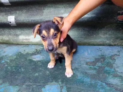 Cachorro raça Pastor Belga idade 2 a 6 meses nome zoe