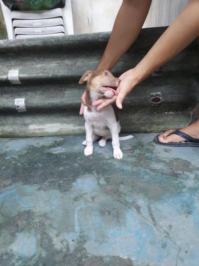 Cachorro raça SRD-ViraLata idade 2 a 6 meses nome Alita