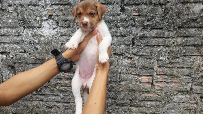 Cachorro raça SRD-ViraLata idade 2 a 6 meses nome Alita