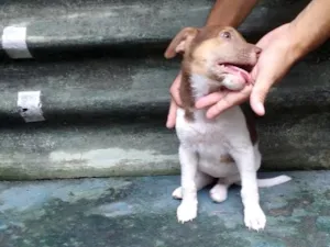 Cachorro raça SRD-ViraLata idade 2 a 6 meses nome Alita