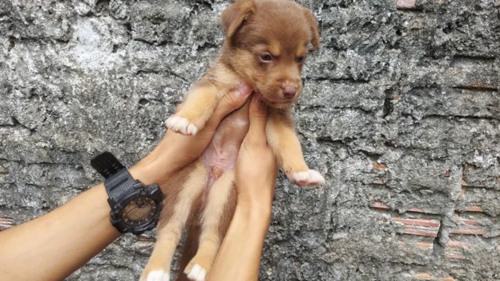 Cachorro raça SRD-ViraLata idade Abaixo de 2 meses nome Zorro