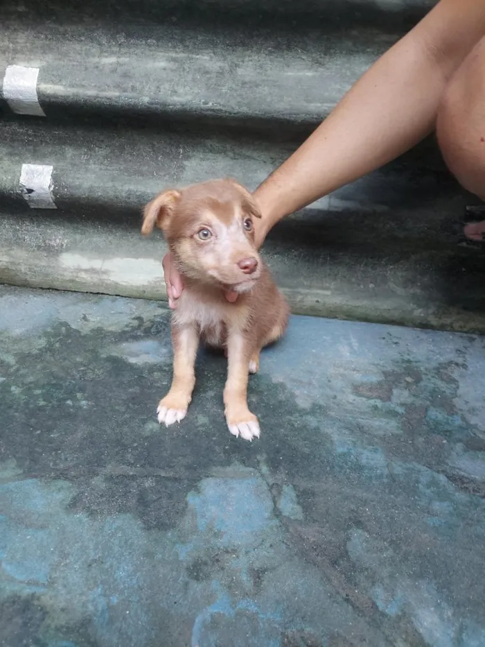 Cachorro raça SRD-ViraLata idade Abaixo de 2 meses nome Zorro