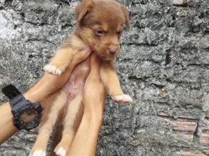 Cachorro raça SRD-ViraLata idade Abaixo de 2 meses nome Zorro