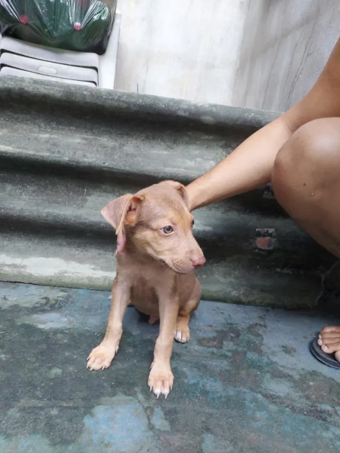 Cachorro raça SRD-ViraLata idade 2 a 6 meses nome Marron