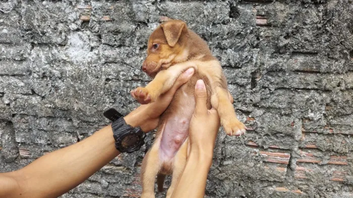 Cachorro raça SRD-ViraLata idade 2 a 6 meses nome Marron
