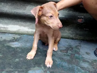 Cachorro raça SRD-ViraLata idade 2 a 6 meses nome Marron
