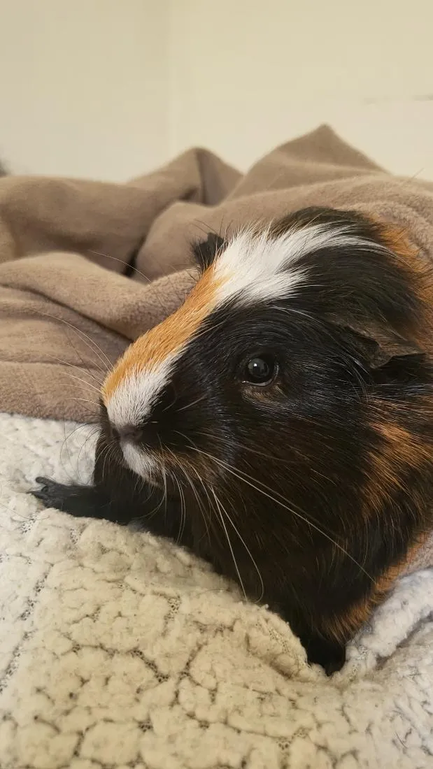 Gato raça SRD-ViraLata idade 3 anos nome Lucrécia