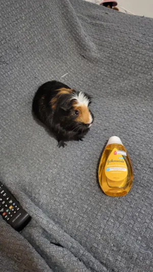 Gato raça SRD-ViraLata idade 3 anos nome Lucrécia