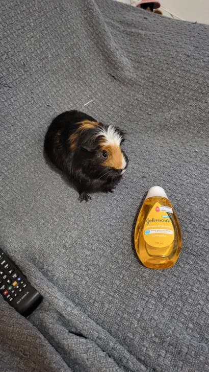 Gato raça SRD-ViraLata idade 3 anos nome Lucrécia