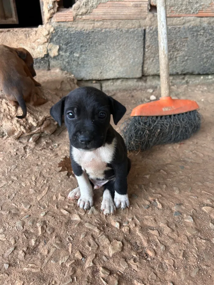 Cachorro raça Labrador idade 2 a 6 meses nome Sem nome ainda