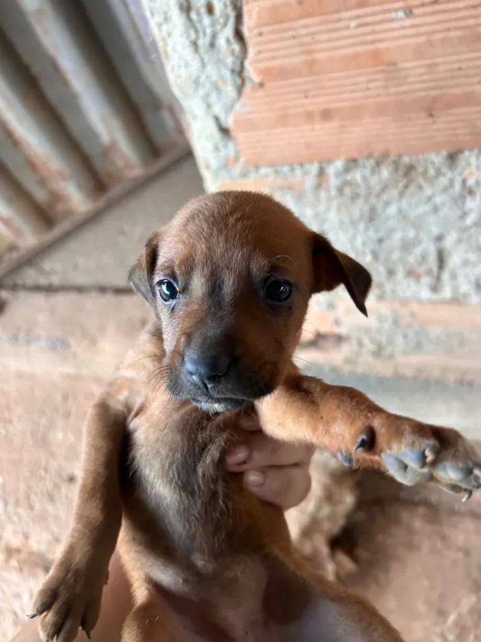 Cachorro raça Labrador idade 2 a 6 meses nome Sem nome ainda