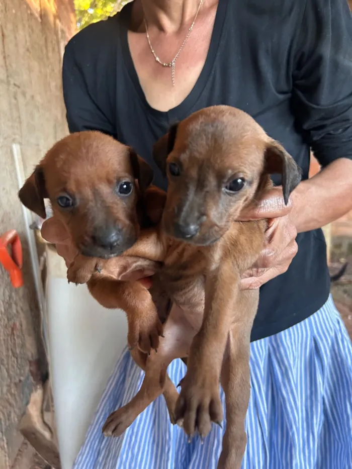 Cachorro raça Labrador idade 2 a 6 meses nome Sem nome ainda