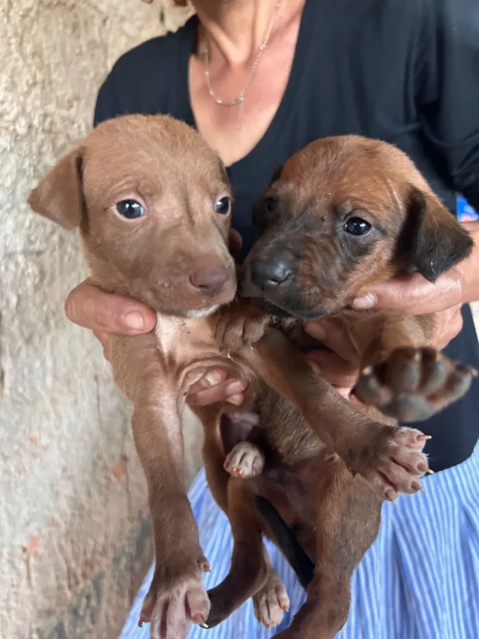 Cachorro raça Labrador idade 2 a 6 meses nome Sem nome ainda