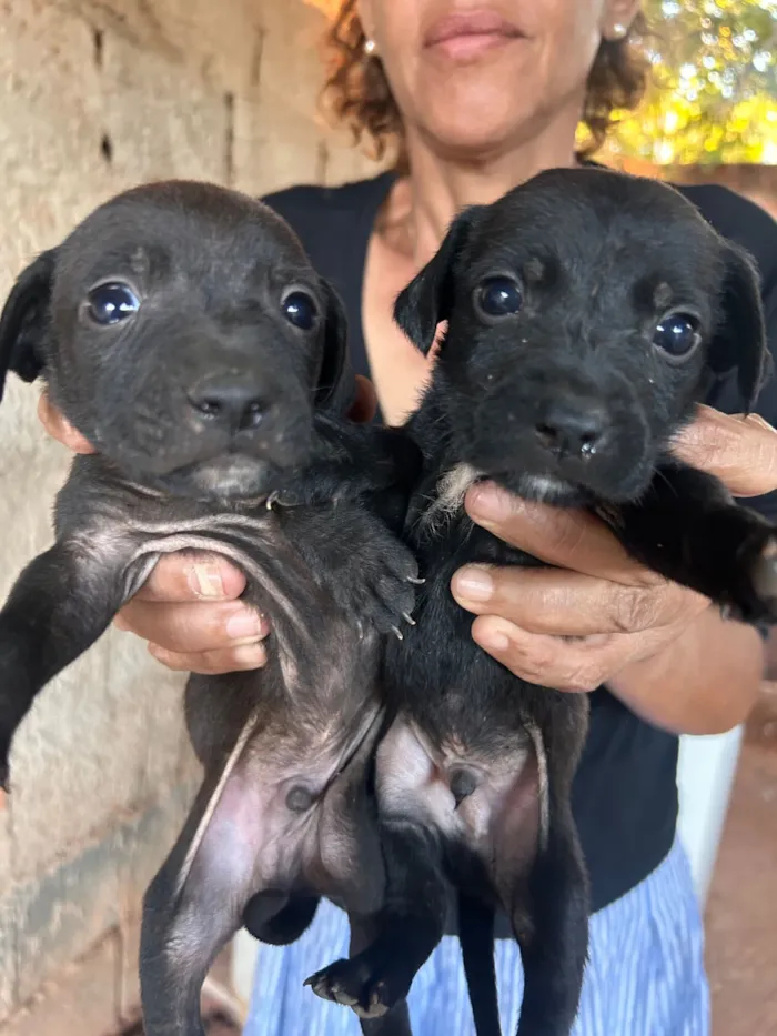Cachorro raça Labrador idade 2 a 6 meses nome Sem nome ainda