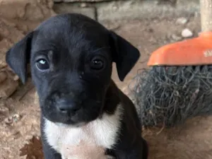 Cachorro raça Labrador idade 2 a 6 meses nome Sem nome ainda