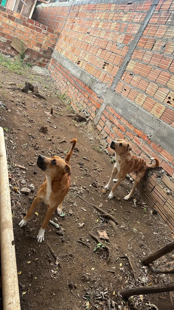 Cachorro raça SRD-ViraLata idade 2 anos nome nagnar