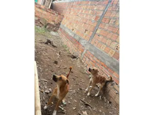 Cachorro raça SRD-ViraLata idade 2 anos nome nagnar