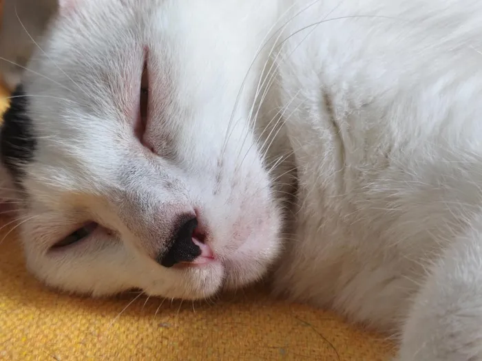 Gato raça SRD-ViraLata idade 4 anos nome Romeu