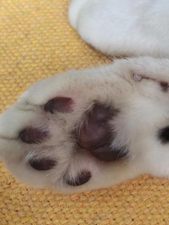 Gato raça SRD-ViraLata idade 4 anos nome Romeu