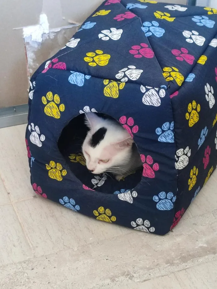 Gato raça SRD-ViraLata idade 4 anos nome Romeu