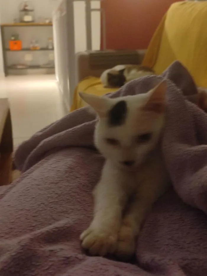 Gato raça SRD-ViraLata idade 4 anos nome Romeu