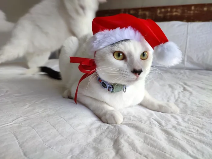 Gato raça SRD-ViraLata idade 4 anos nome Romeu