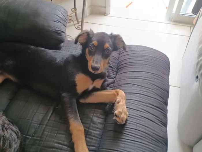 Cachorro raça SRD-ViraLata idade 2 a 6 meses nome Jujuba 