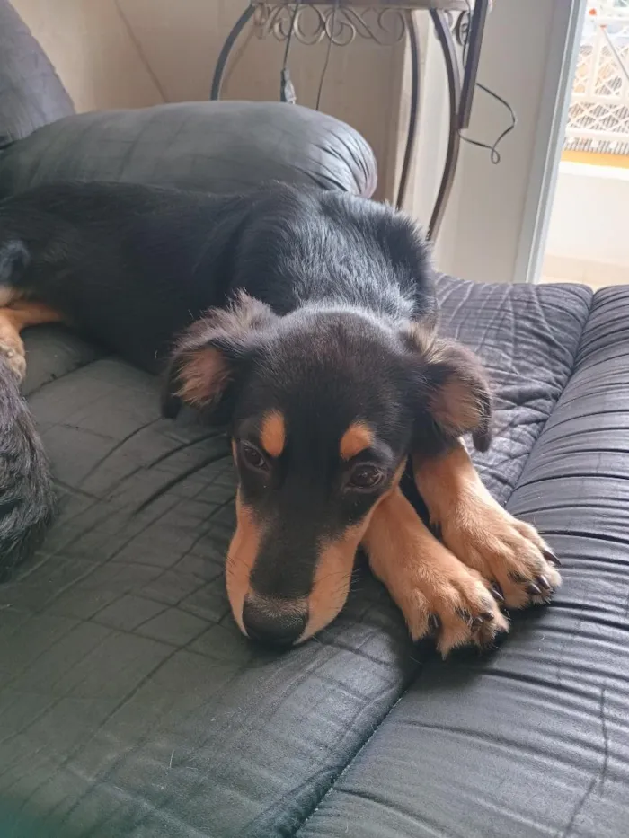 Cachorro raça SRD-ViraLata idade 2 a 6 meses nome Jujuba 