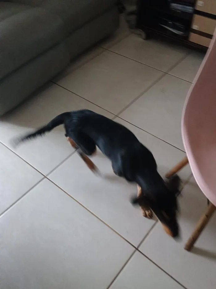 Cachorro raça SRD-ViraLata idade 2 a 6 meses nome Jujuba 