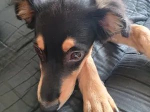 Cachorro raça SRD-ViraLata idade 2 a 6 meses nome Jujuba 