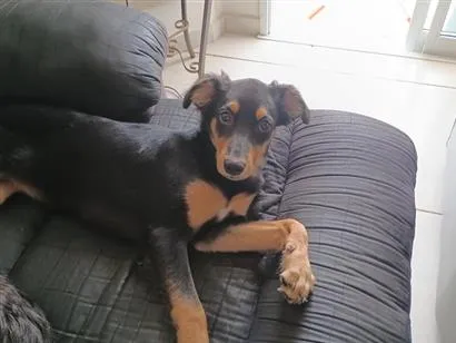 Cachorro raça SRD-ViraLata idade 2 a 6 meses nome Jujuba 