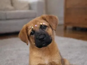 Cachorro raça SRD-ViraLata idade 2 a 6 meses nome Lili 