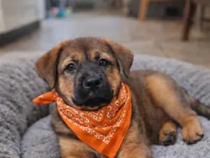 Cachorro raça SRD-ViraLata idade 2 a 6 meses nome Keke