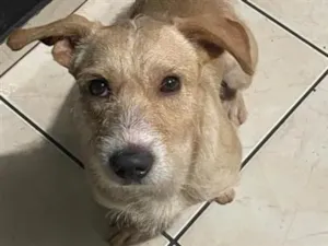 Cachorro raça SRD-ViraLata idade 2 anos nome Zeus