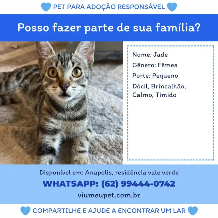 Gato raça SRD-ViraLata idade 7 a 11 meses nome Jade