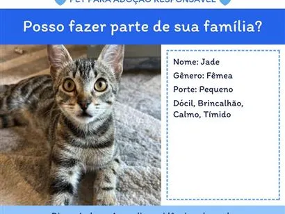Gato raça SRD-ViraLata idade 7 a 11 meses nome Jade