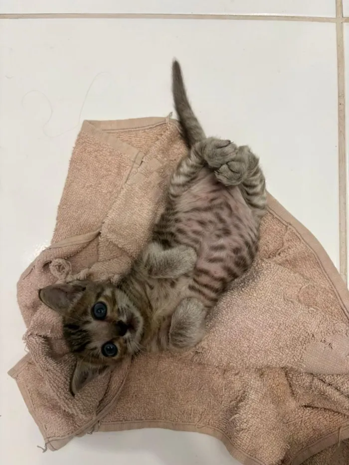 Gato raça SRD-ViraLata idade Abaixo de 2 meses nome Robertinho