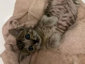 Gato raça SRD-ViraLata idade Abaixo de 2 meses nome Robertinho