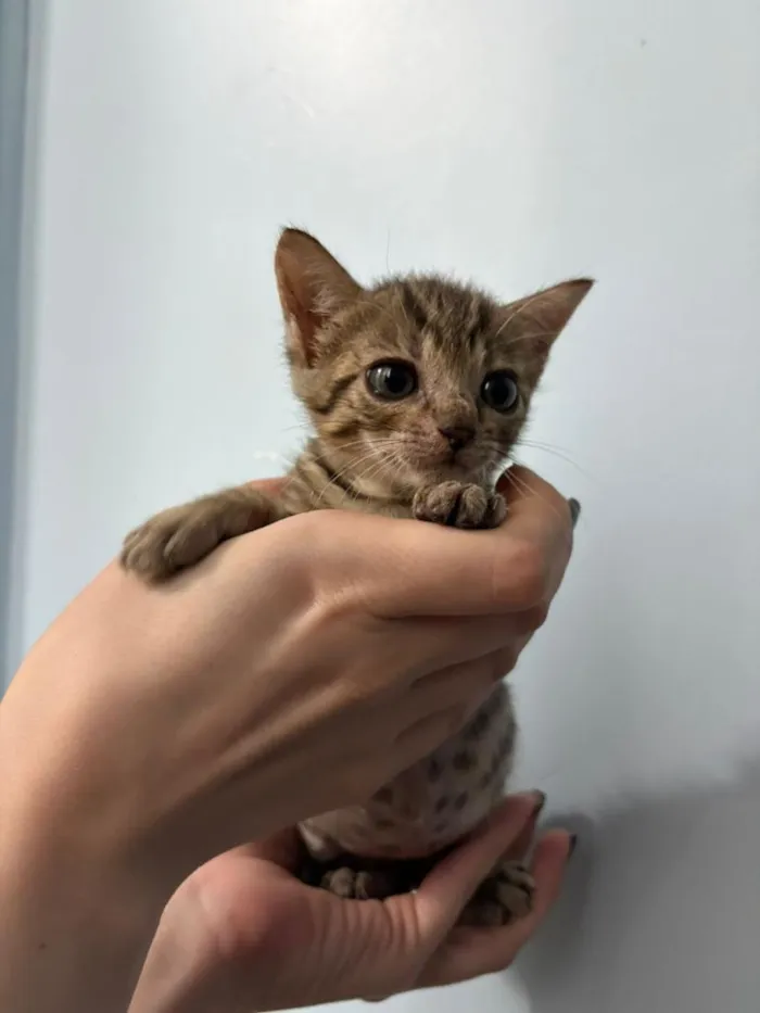 Gato raça SRD-ViraLata idade Abaixo de 2 meses nome Juquinha