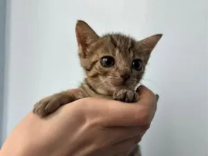 Gato raça SRD-ViraLata idade Abaixo de 2 meses nome Juquinha