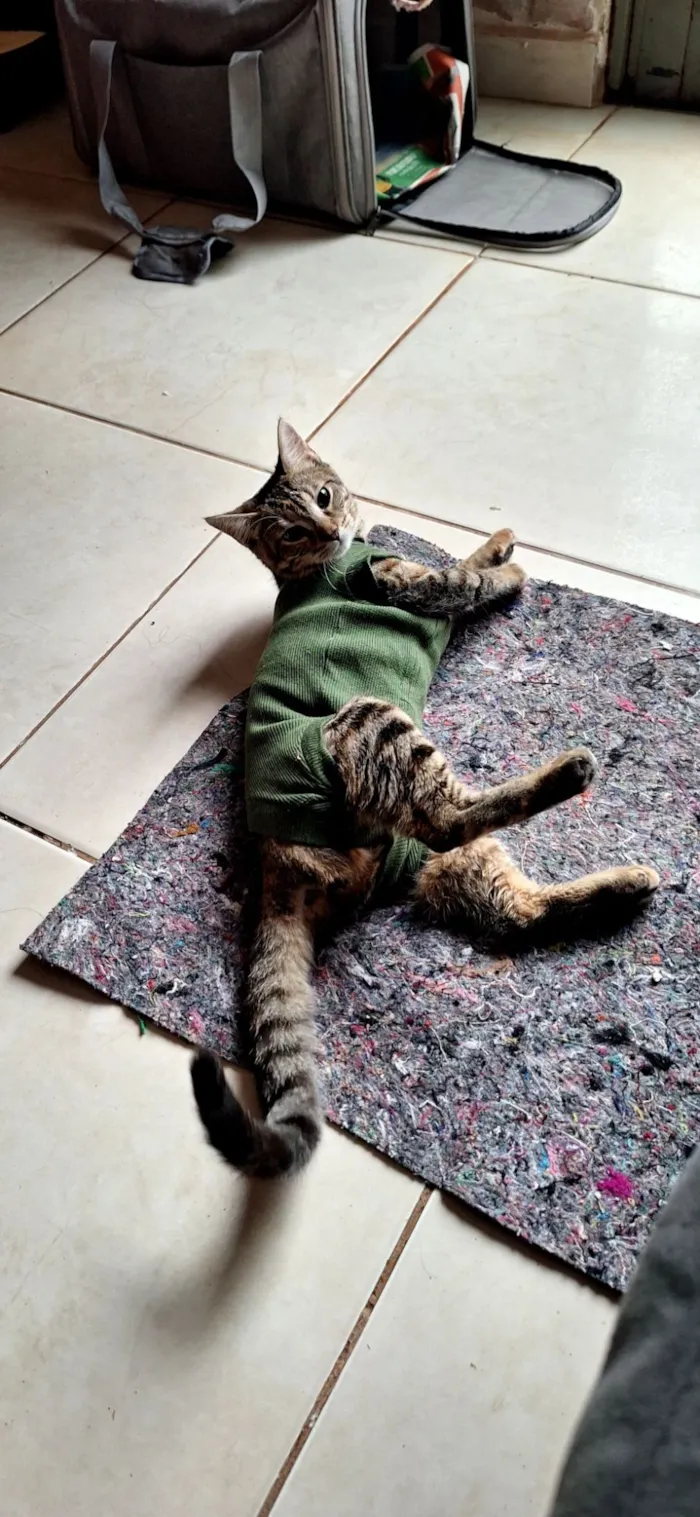 Gato raça SRD-ViraLata idade 2 a 6 meses nome Zoe