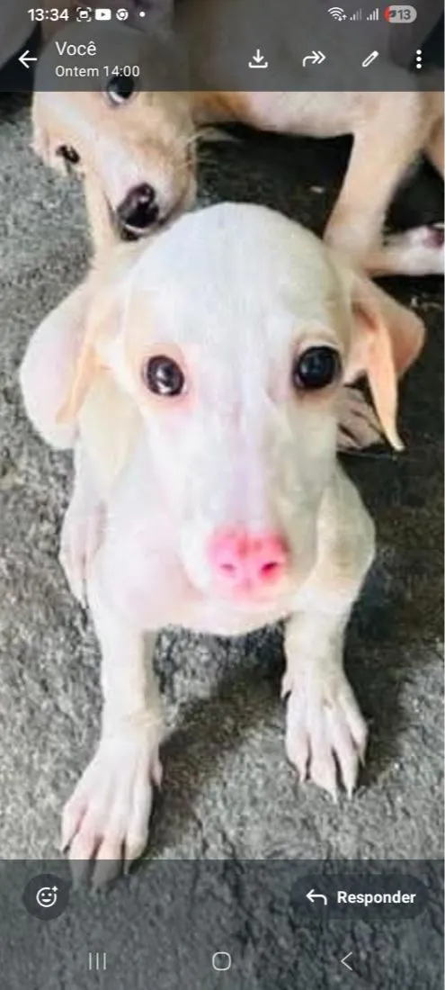 Cachorro raça SRD-ViraLata idade 2 a 6 meses nome Snow