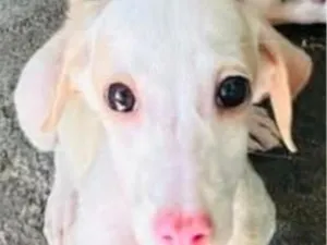 Cachorro raça SRD-ViraLata idade 2 a 6 meses nome Snow